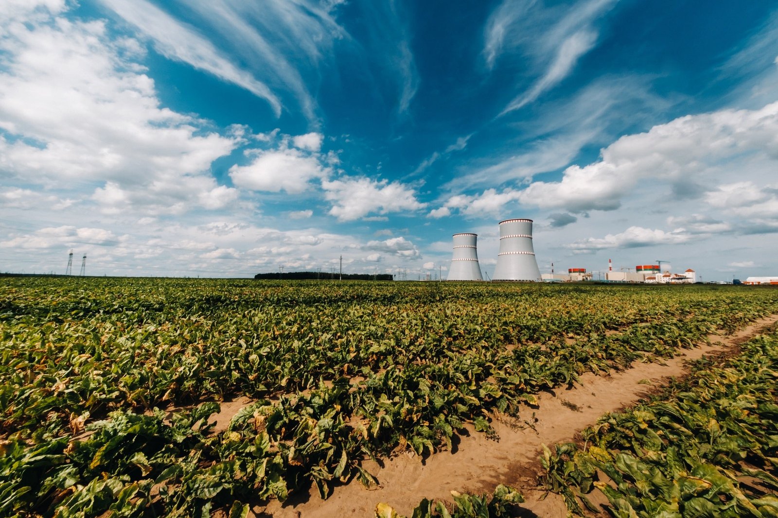 Field near the nuclear power plant in the Ostrovetsky district.Field around the nuclear power plant